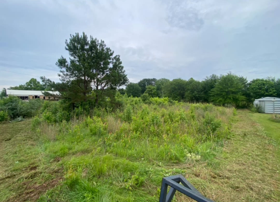 The field before: waist-high brush and weeds around a lone pine.