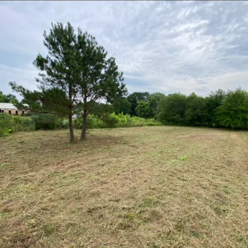 An overgrown field cut back to short grass, a lone pine left standing.