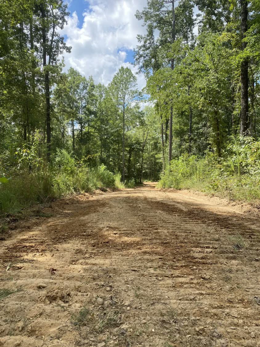 A graded dirt road running back through green summer woods.